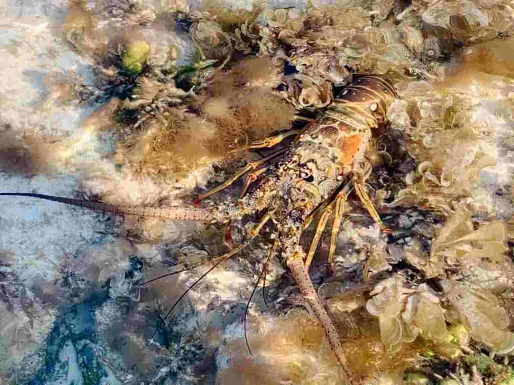 Huge crayfish in Marathon Florida