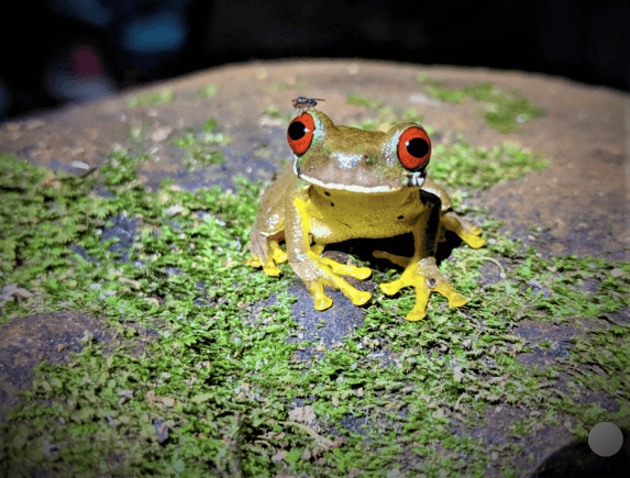 Yellow and greyish frog with big red eyes on green moss in Costa Rica during the night; a nocturnal amphibic animal. 
