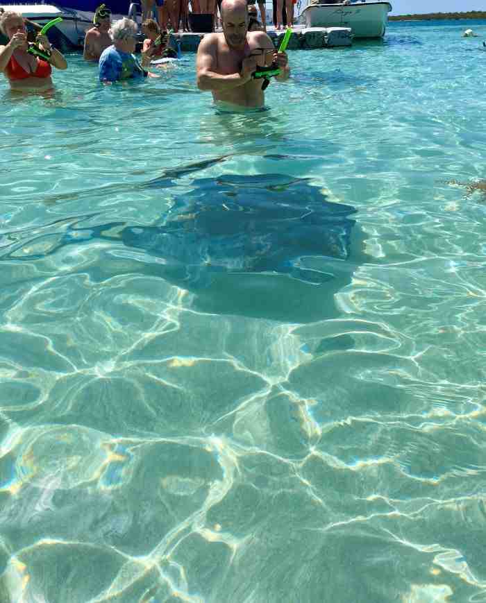 Swimming with stingrays in the crystal clear waters outside Antigua and Barbuda on a bright summer day