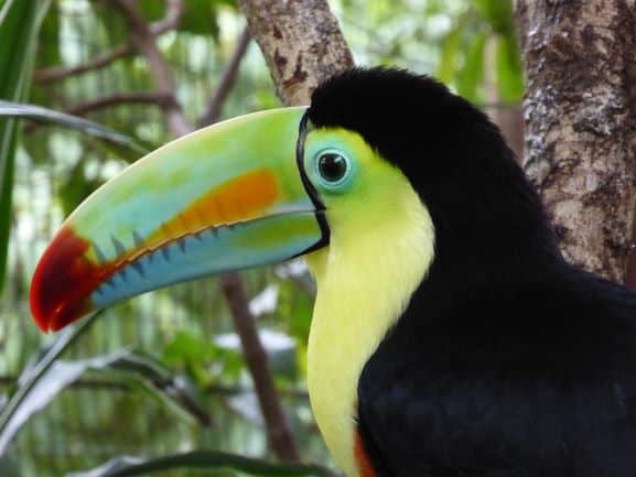 The toucan bird: Black with bright yellow throught, and multicolored beak with a red tip