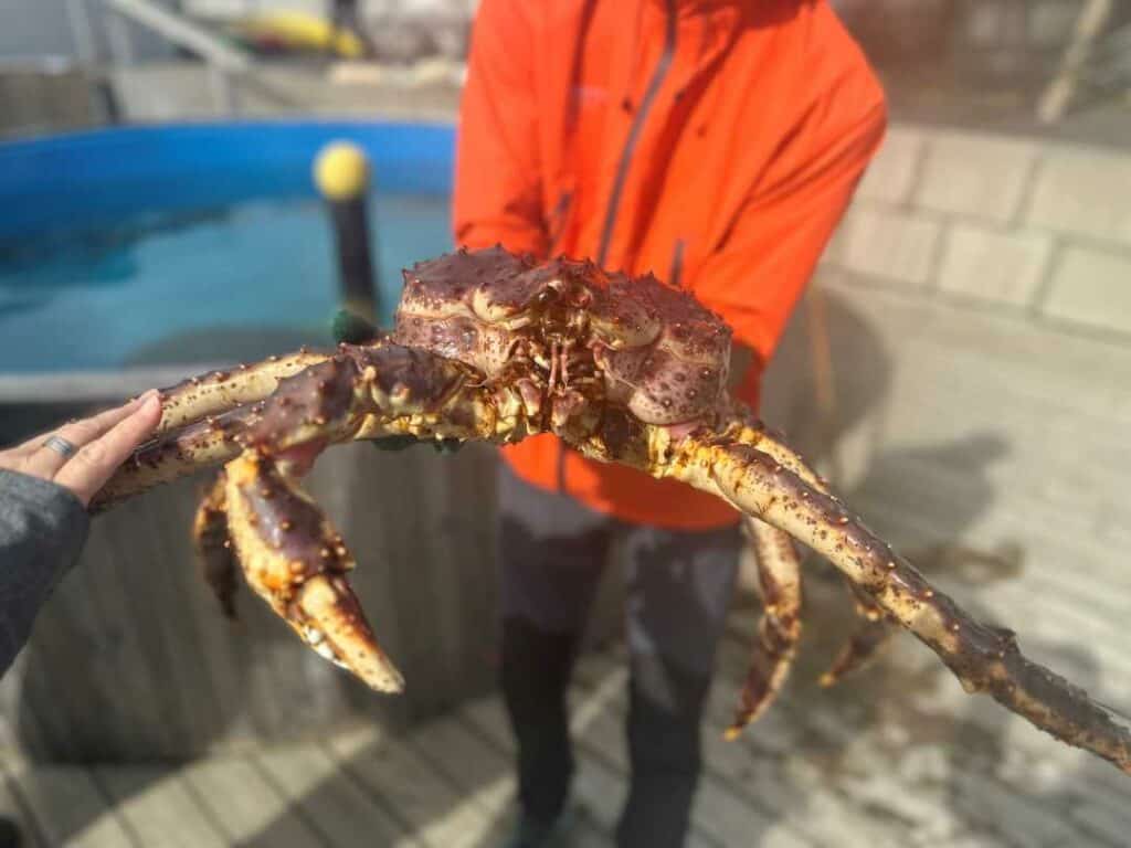 A majestic king crab up close with its face and long claws, held by a guide in an orange jacket