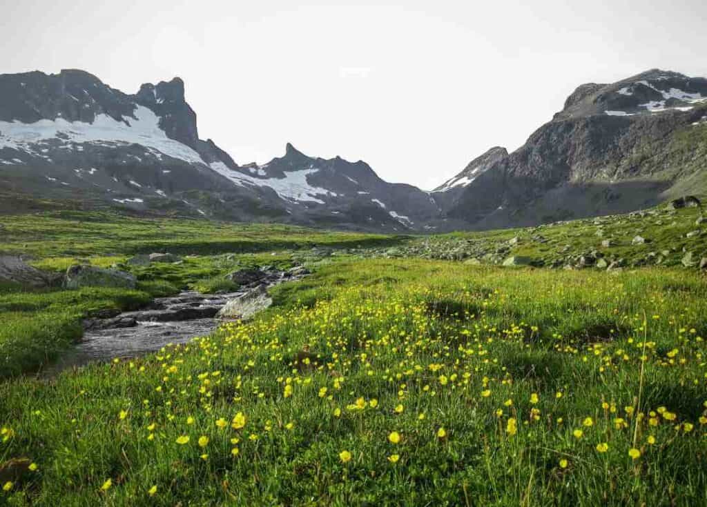 A grassy mountain plain with yellow flowers under a white sky with vast mountains with snowy patches in the background 