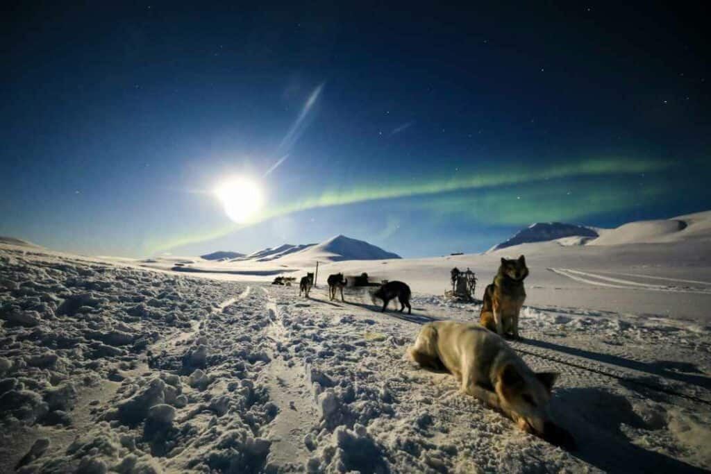 Snowsledding in Svalbard in winter, the sky is dark blue, the northern lights dancing in the distance, and a pack of dogs relaxing on the white snow under the moonlight