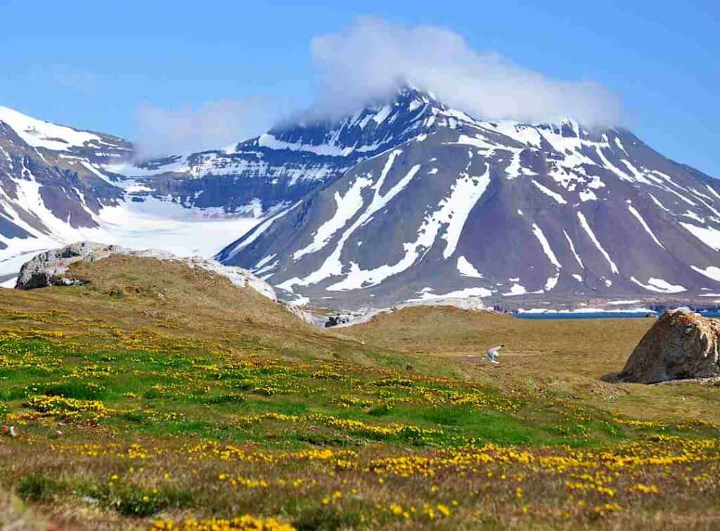 Green grassy fields with yellow flowers at a backdrop of grey mountains with patches of snow under a blue sky