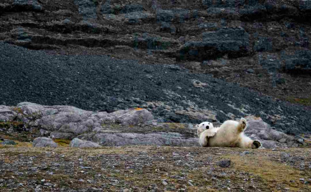 A white polar bear rolling around on the ground in Svalbard during the summer, on the rocky grounds in front of the dark grey mountains of the warmest season in the Arctic