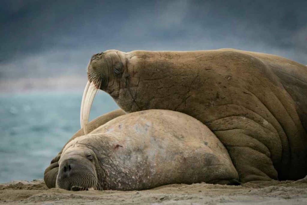 Two walrusses relaxing on the sand in Svalbard in the summer