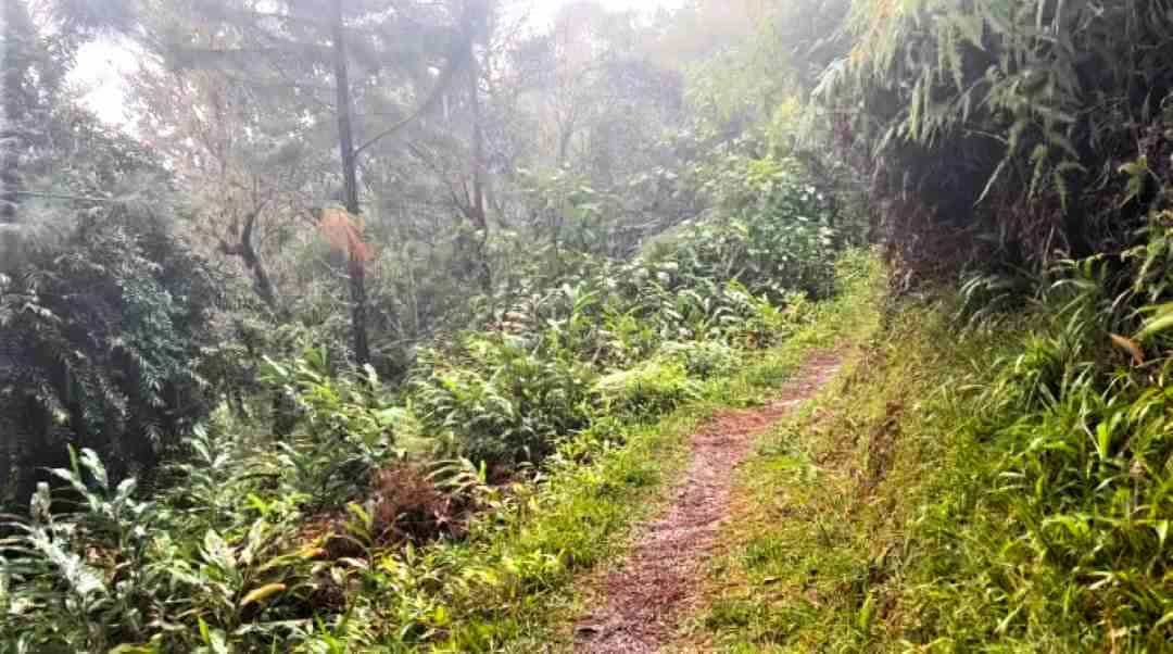 Misty and green Blue Mountain trail after the rain