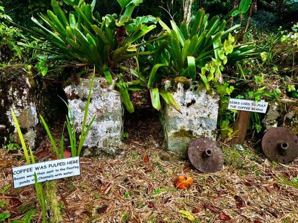 The old way to harvest coffee beans in Jamaica