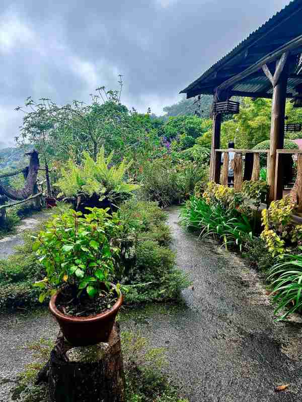 A beautiful garden with a view outside a coffee farm in the Blue Mountains of Jamaica, with green bushes and flowers outside the wooden patio