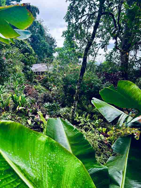 Lush green garden with lots of plants and greenery in the garden of a Blue Mountain coffee farm