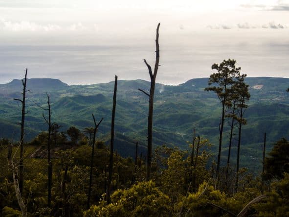 A viewpoint in Sierra Maestra National Park, with tall naked trees stretching up in the forefront and the vast green hills and mountains in the back 