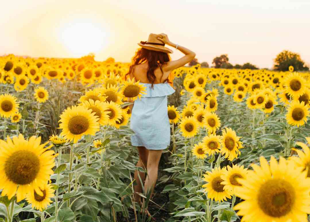 Sunflower field lady