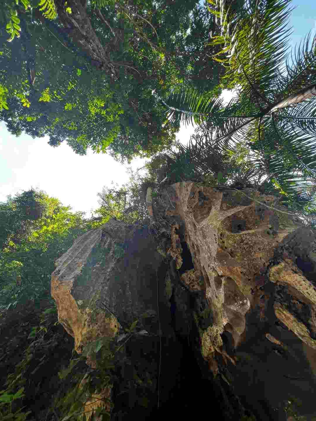 Treetops and rocks in the hills of Vinales, with a green canopy over the beige rock formations