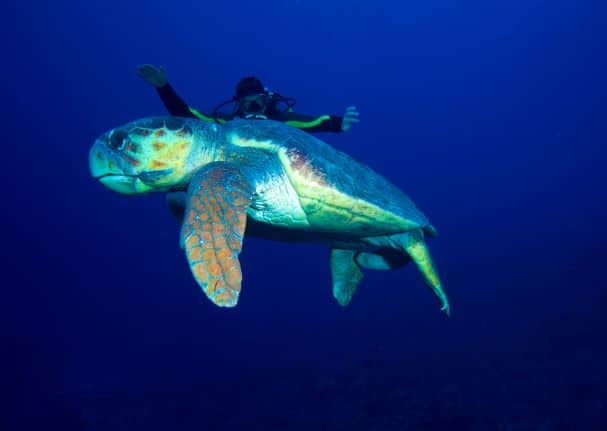 A sea turtle in the big blue sea, with a scuba diver behind him