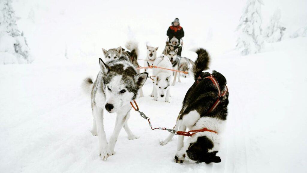 A driver with a pack of dogs on a dog sledding adventure in spectacular snowy winter forest surroundings where everything is white and cold!