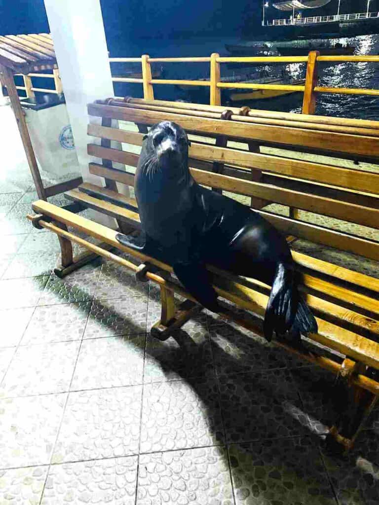 A black seal on a wooden bench at night, looking at the photographer