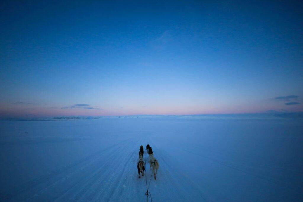 A band of dogs pulling a sledge that is not in the photo on a plain of white snow that is bluish in color, in the Arctic region, and the sky above is also blue and cold. Is Tromsø worth visiting. 