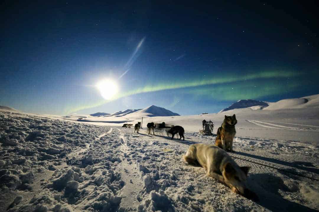 A pack of dogs pulling a sledge on a snowy winter plain during the polar night in the Arctic