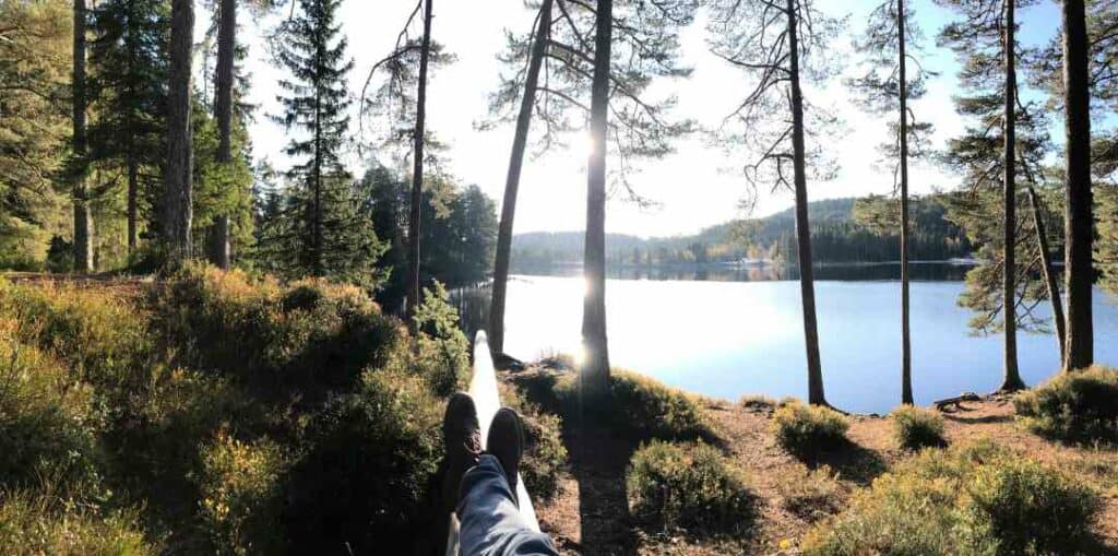 A cozy forest lake on a sunny summer day, surrounded by pine trees and bushes