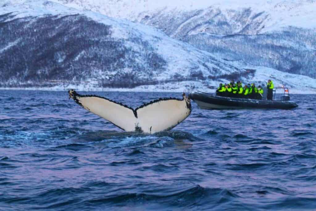 A big white fin from a whale sticking out of the dark blue water of the ocean, and a RIB boat next to it with people admiring the spectacle, winter and snow covered mountains in the background