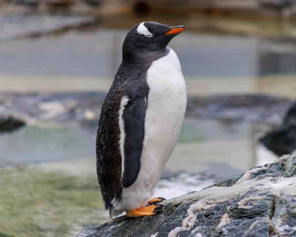 A small black and white penguin standing on a rock in front of a lake