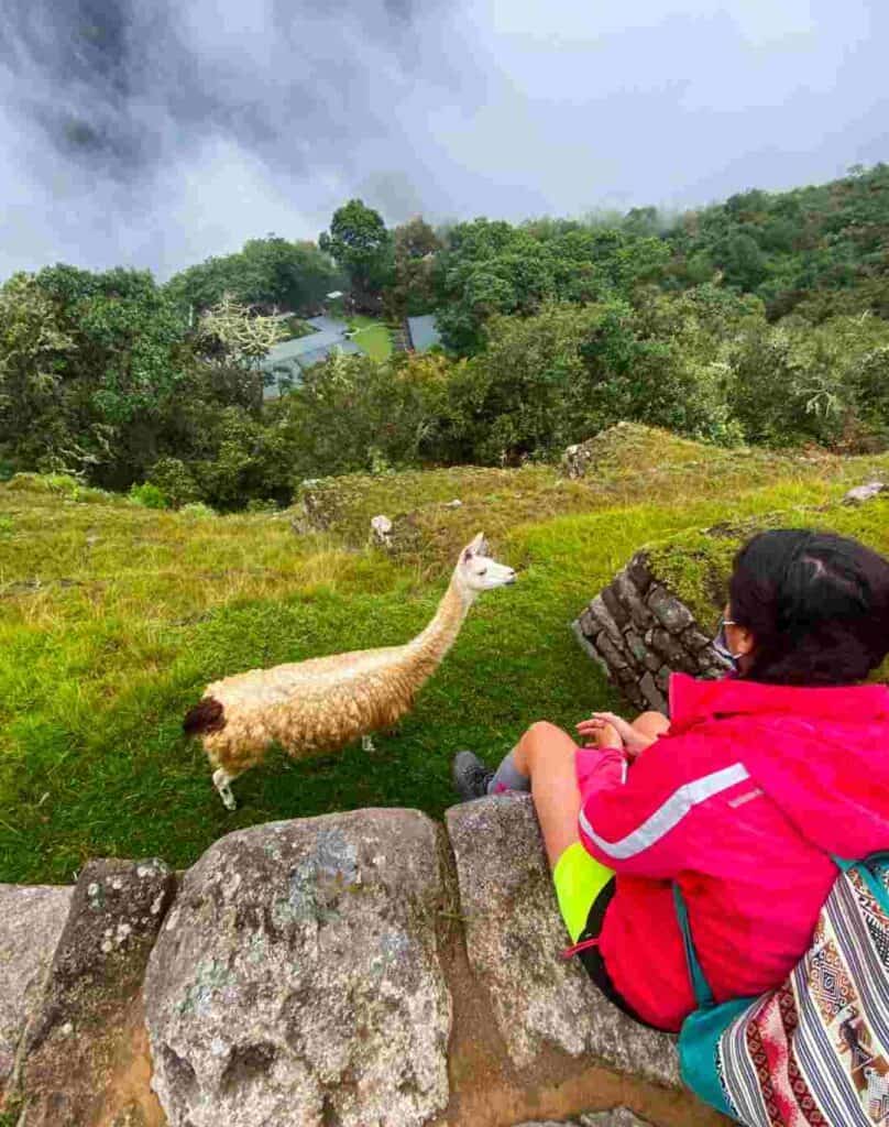 A woman in a red jacket  sitting on an old stone fence while an alpaca animal is curious in front of her