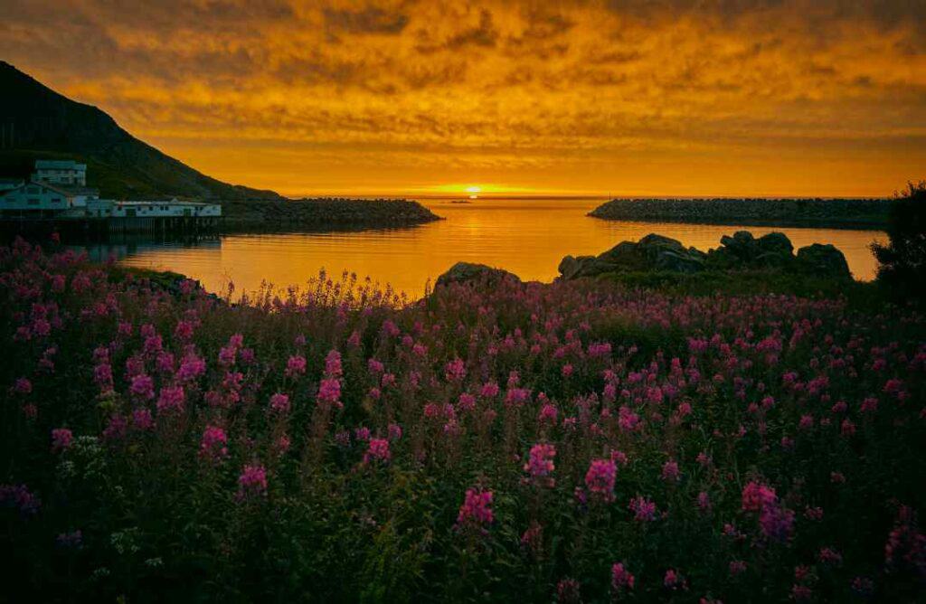 the midnight sun hovering over the horizon out at see, reflecting the golden rays on the blank sea, and in front, hundreds of bright pink flowers