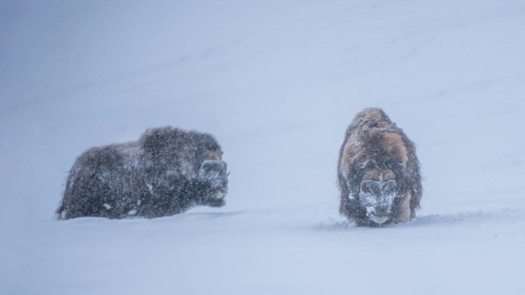 Two muscoxes in a snowstorm with their furs covered in blowing snow on a snowy mountain