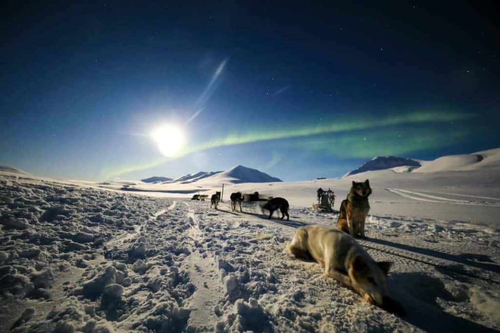 A pac of dogs resting on the snow under the dark blue winter sky lit by a bright moon during the Polar Night in the Arctic