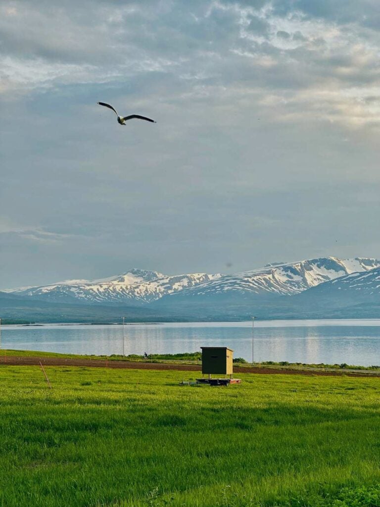 Green fields in Arctic summer with the sea beyond, and in the distance snow covered mountains