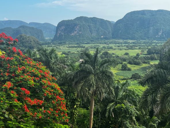 A beautiful green valley surrounded by green hills full of trees, bushes and red flowers